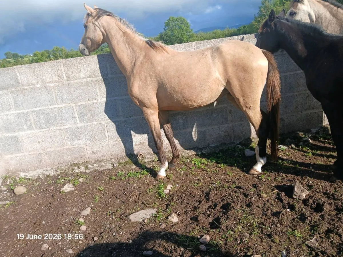 3yo filly will make 13hh-13.1hh - Image 2