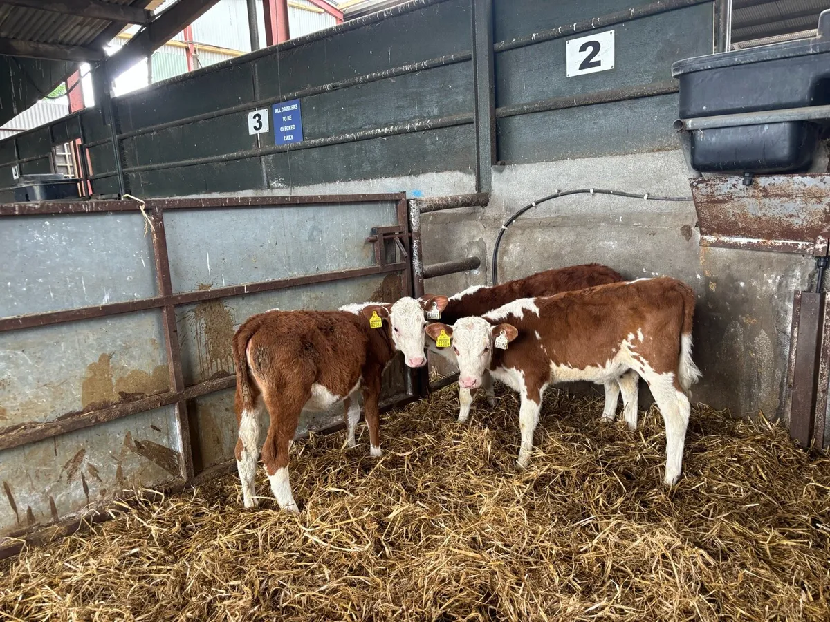 3 weaned red whitehead heifers - Image 1