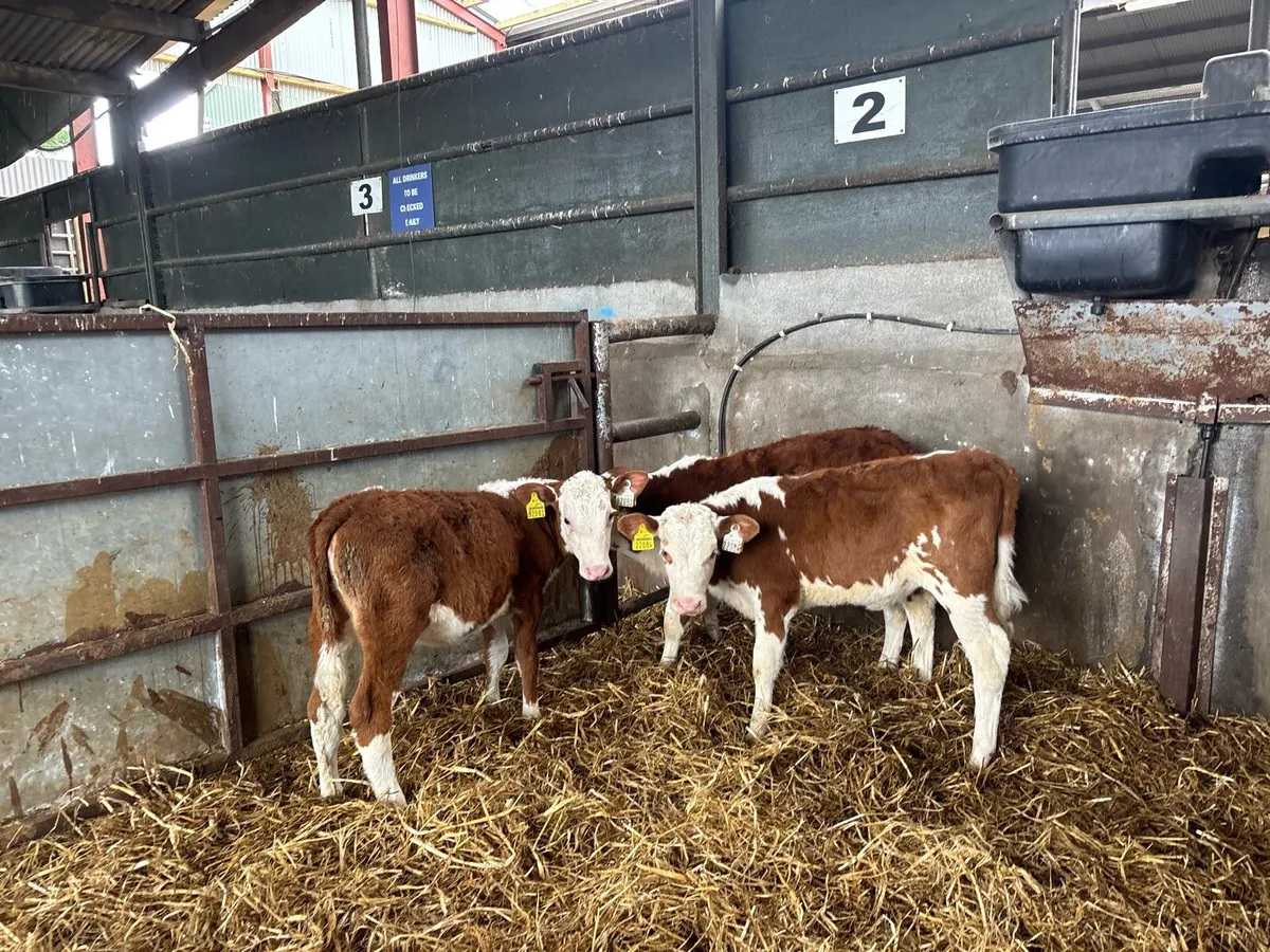 3 weaned red whitehead heifers - Image 2