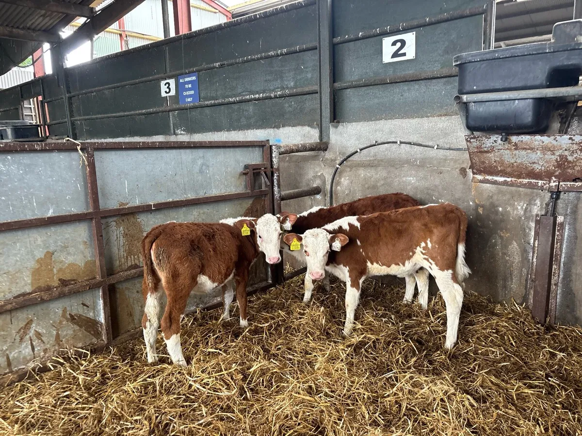 3 weaned red whitehead heifers - Image 3