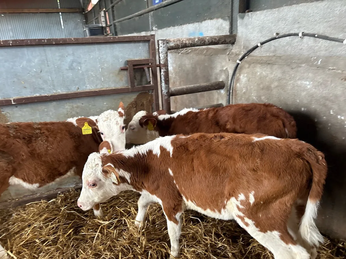 3 weaned red whitehead heifers - Image 4