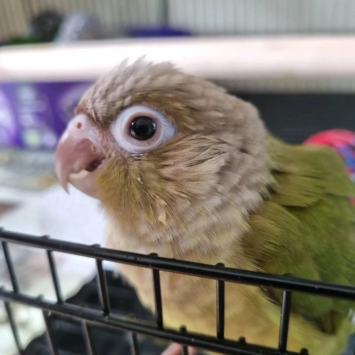 Green Cheek Conures (Hand reared) - Image 1