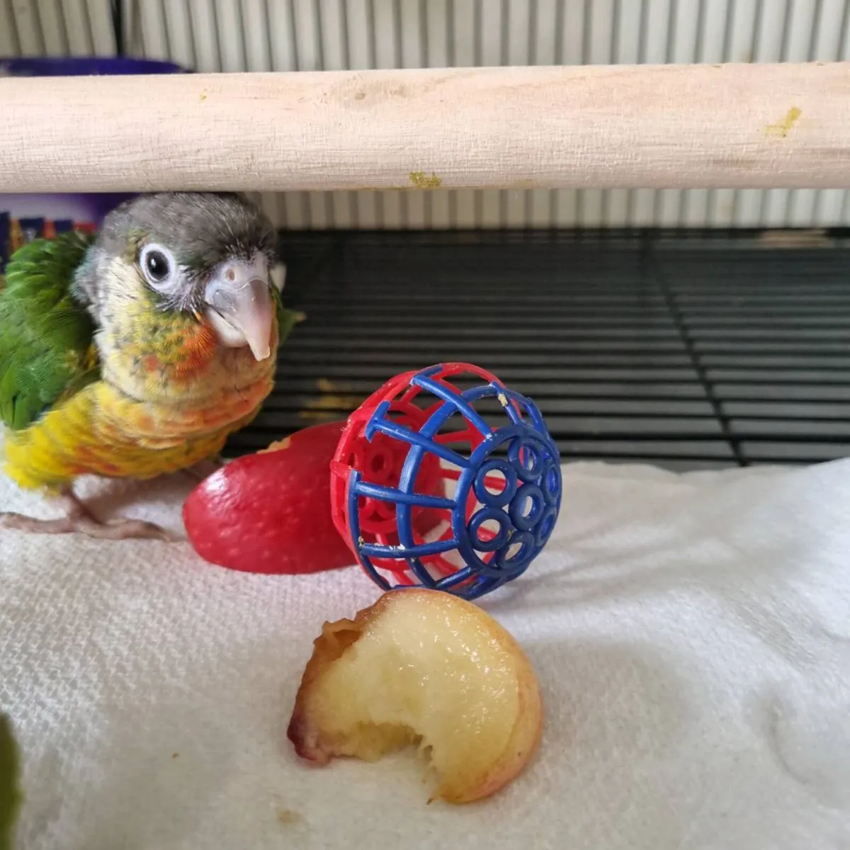 Green Cheek Conures (Hand reared) - Image 4