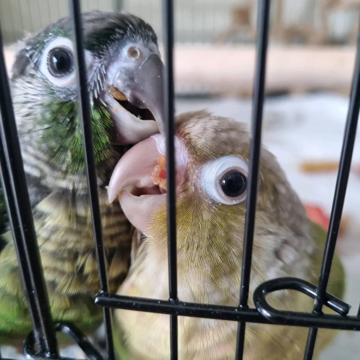 Green Cheek Conures (Hand reared) - Image 2