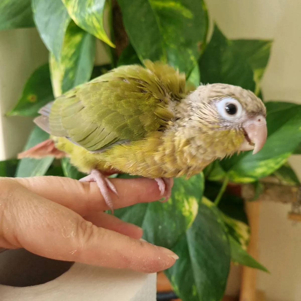 Green Cheek Conures (Hand reared) - Image 3