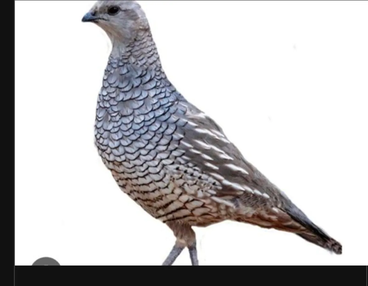 Blue Scale Quail  WANTED