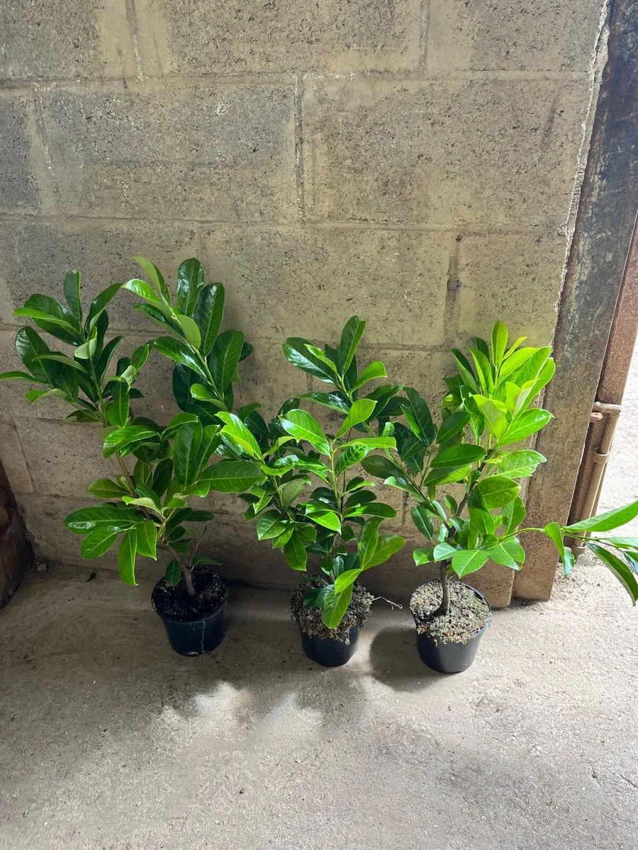 Quality laurel hedging - Image 3