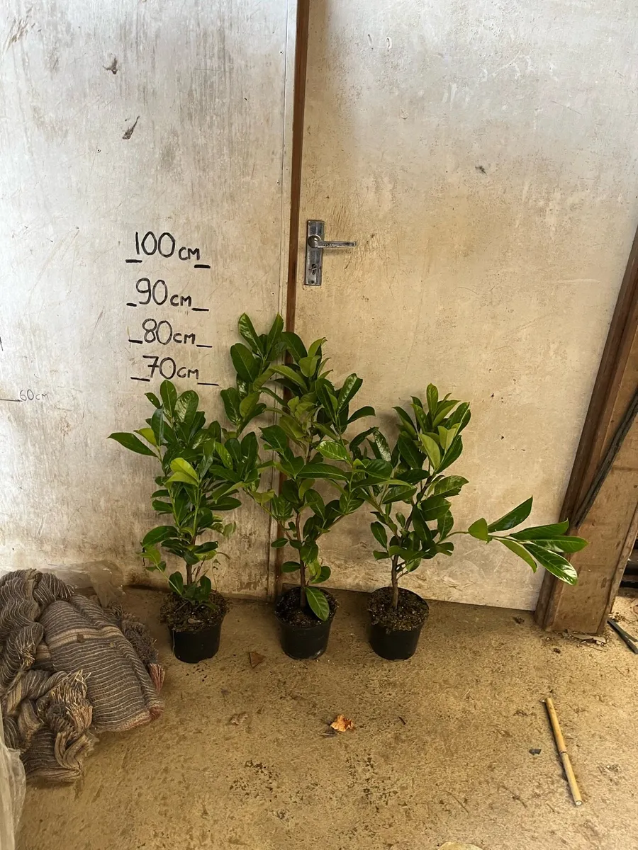 Quality laurel hedging - Image 4