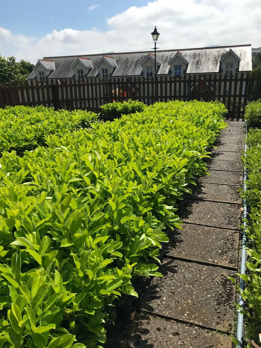 Quality laurel hedging - Image 1