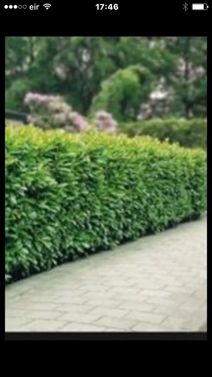 Quality laurel hedging - Image 2