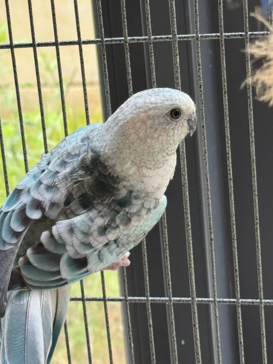 💙  2 birds Blue Opaline Parakeet & cocktail - Image 3