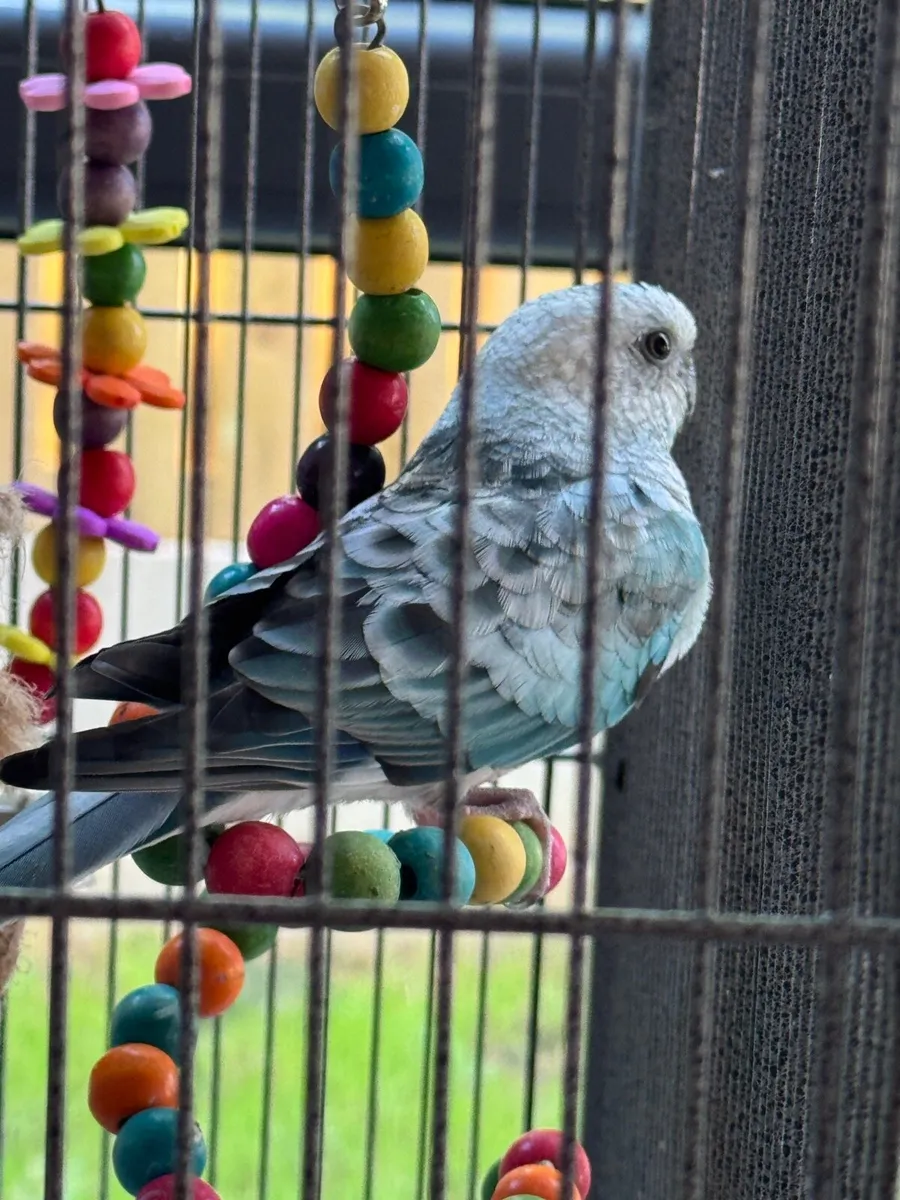 💙  2 birds Blue Opaline Parakeet & cocktail - Image 4