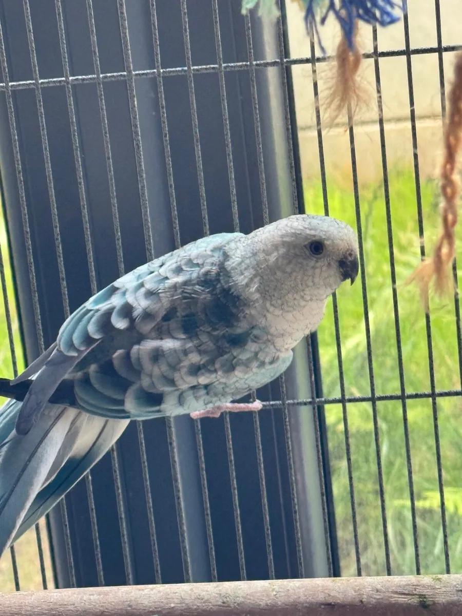 💙  2 birds Blue Opaline Parakeet & cocktail - Image 1