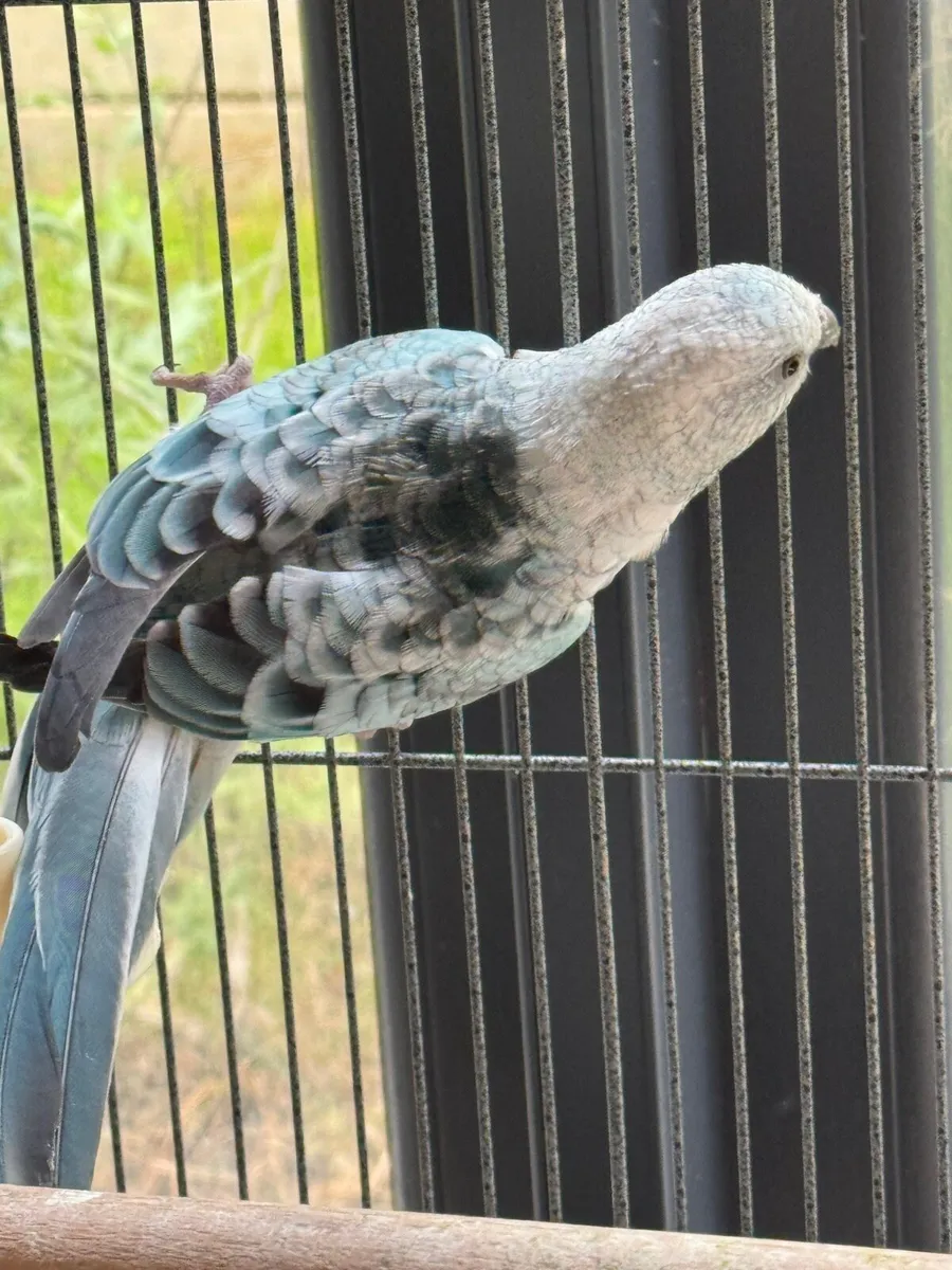 💙  2 birds Blue Opaline Parakeet & cocktail - Image 2