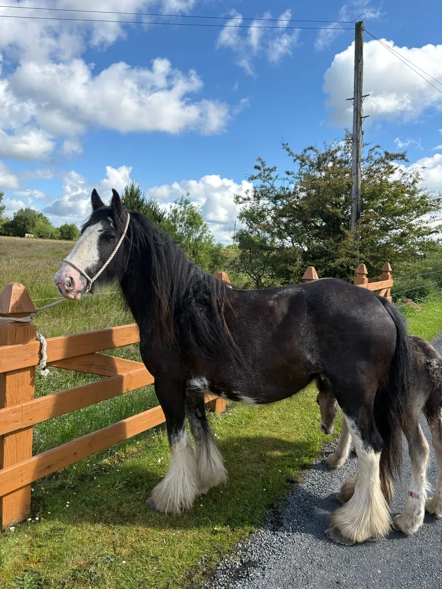 Cob Mare & Filly Foal - Image 2