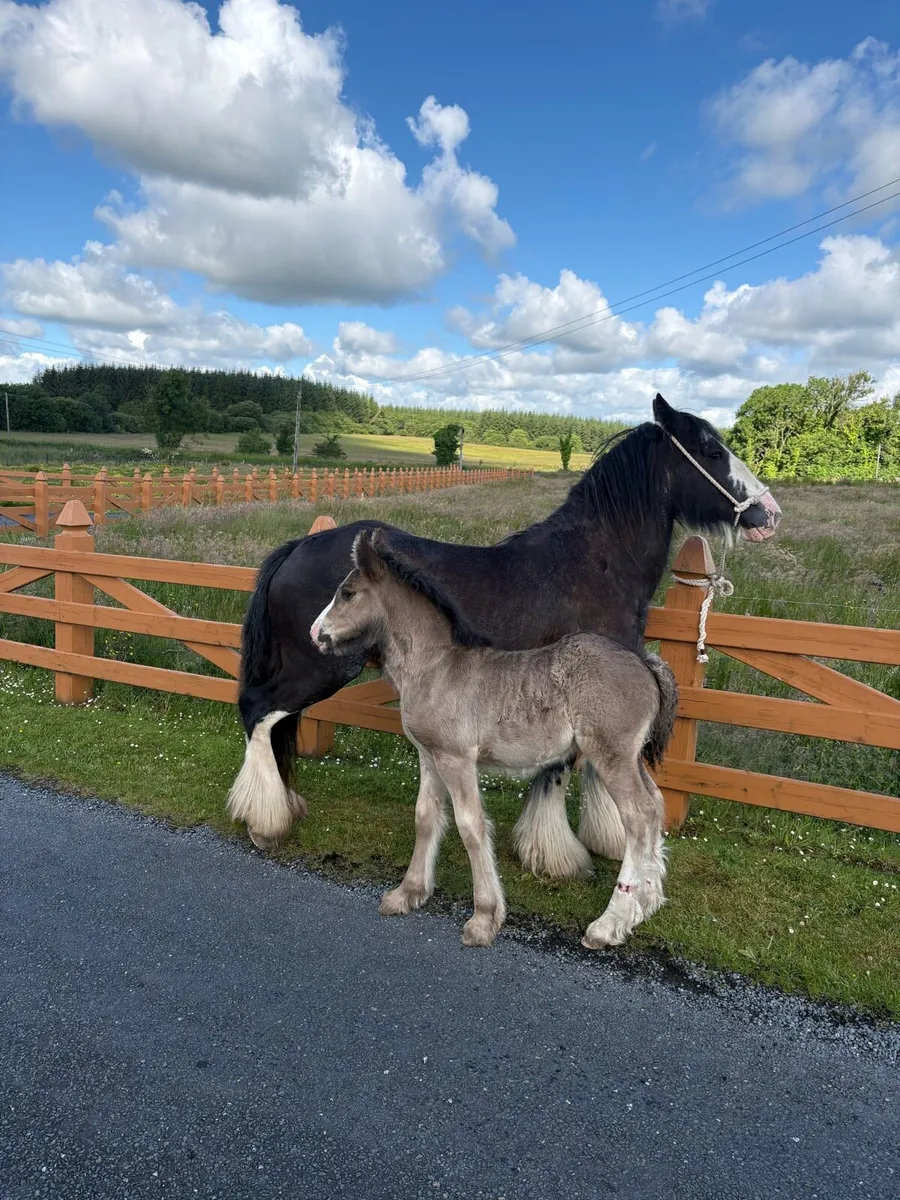 Cob Mare & Filly Foal - Image 3