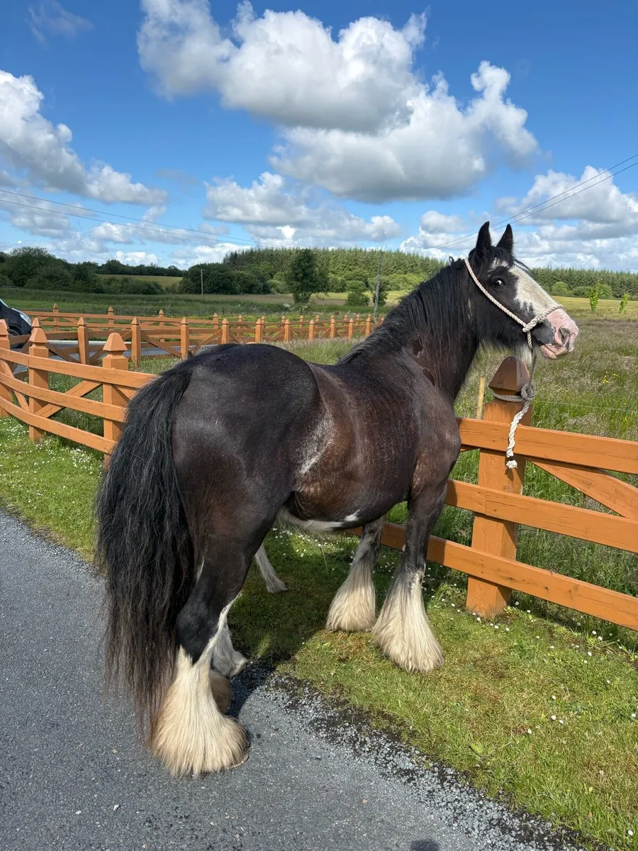 Cob Mare & Filly Foal - Image 4