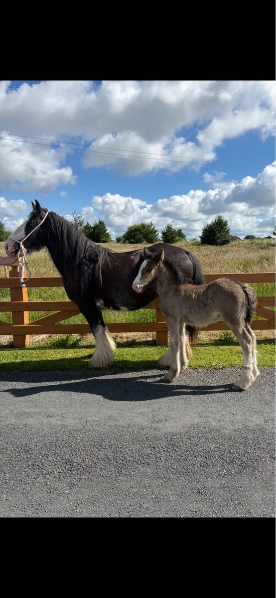 Cob Mare & Filly Foal - Image 1