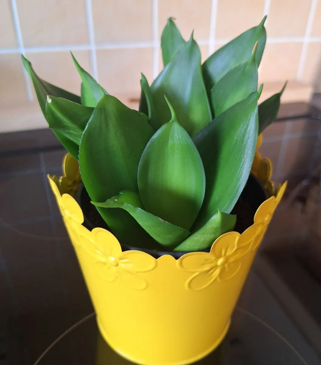 Small Sansevieria Hahnii in Yellow Pot - Image 4
