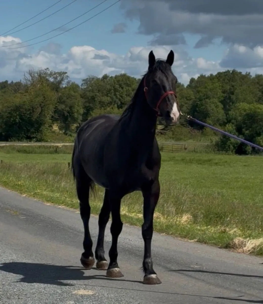 Gelding broken - Image 2