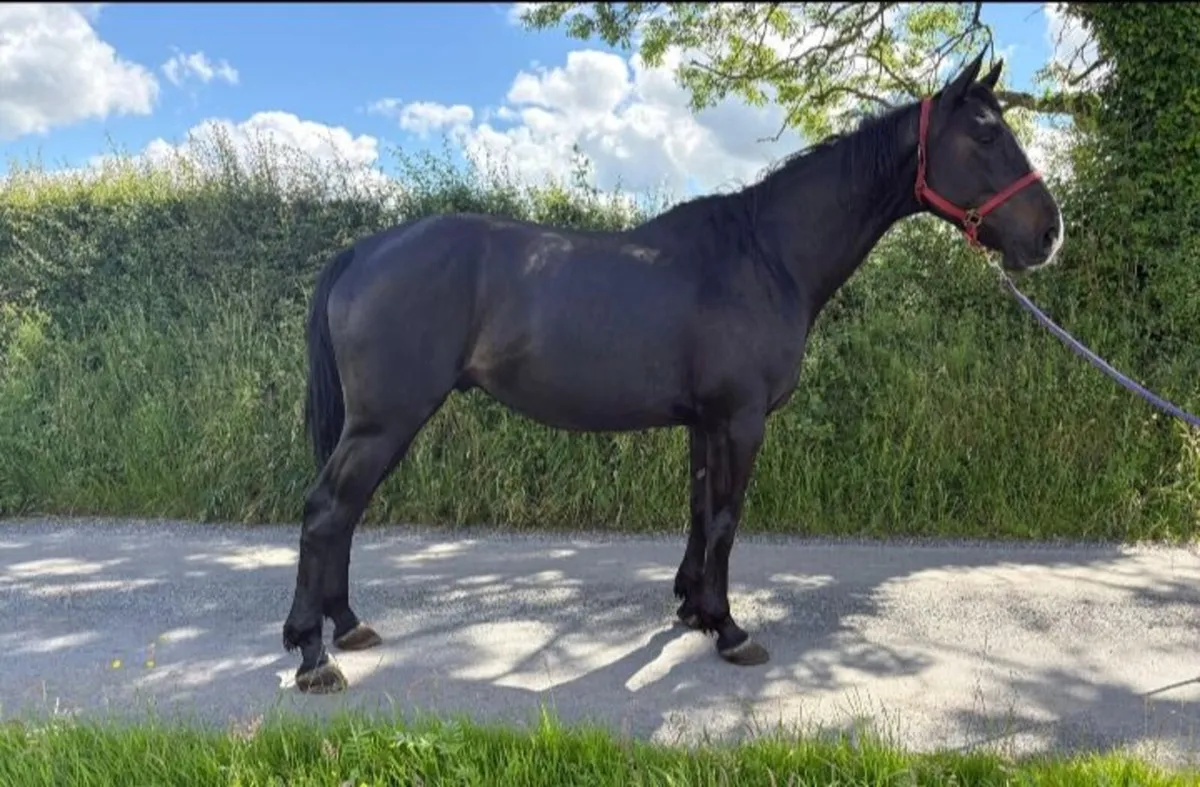 Gelding broken - Image 1