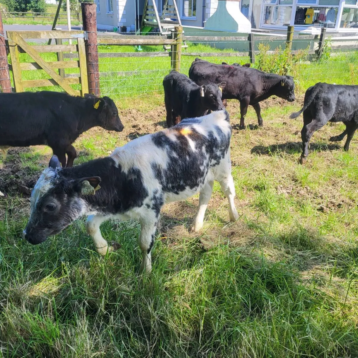 Calves  and runners - Image 2