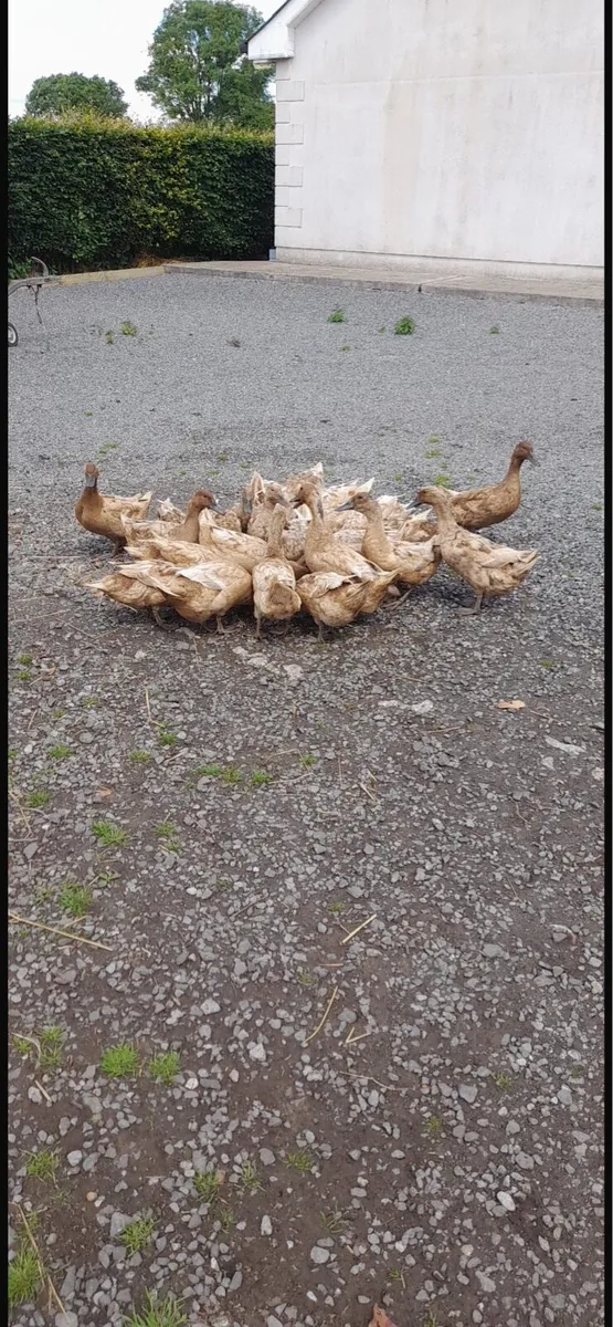 Khaki Campbell Ducks - Image 1