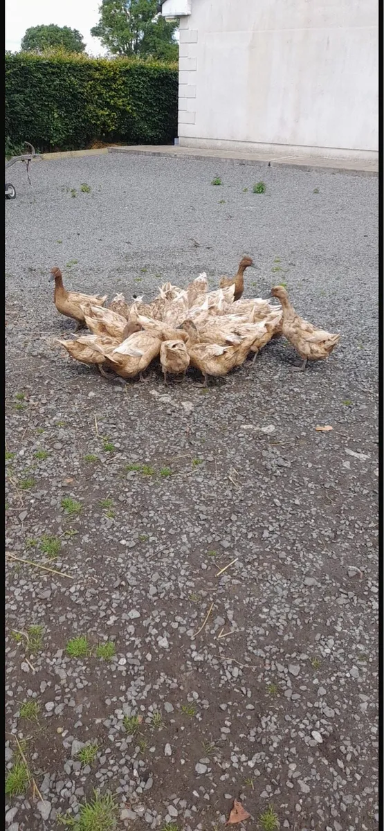 Khaki Campbell Ducks - Image 4