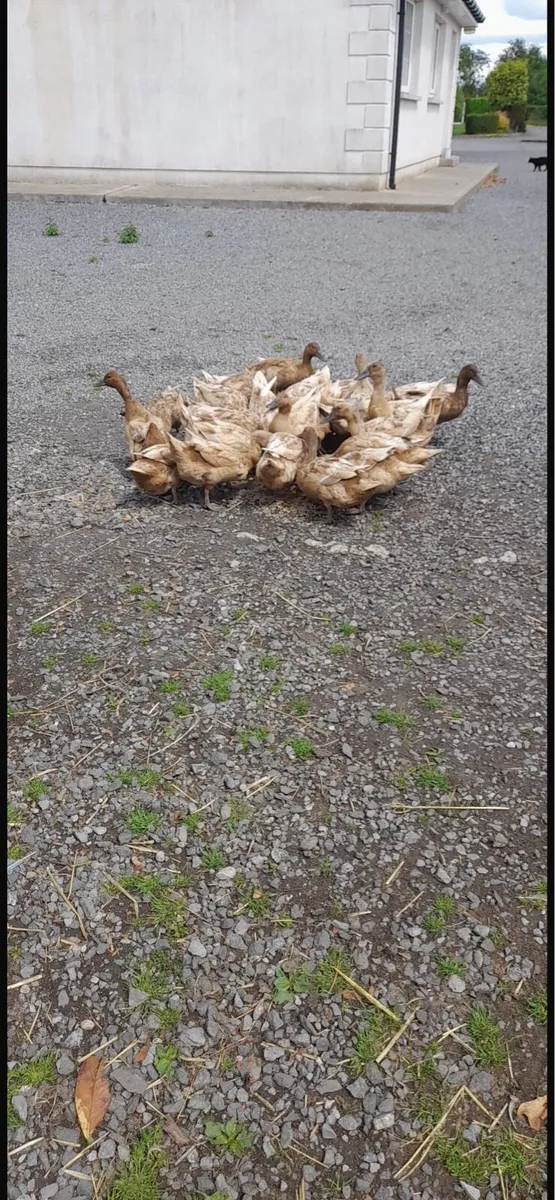Khaki Campbell Ducks - Image 3