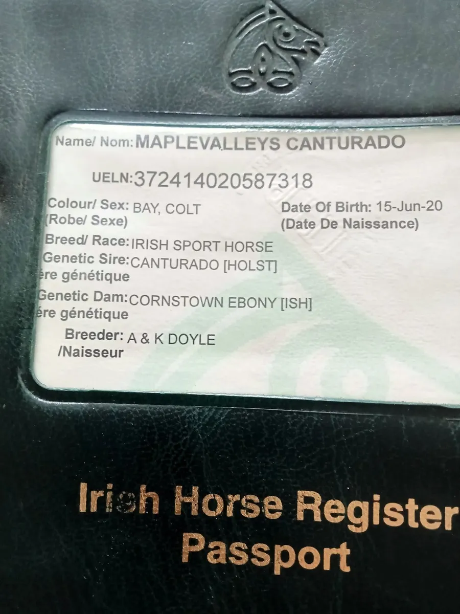 Gelding broken - Image 3