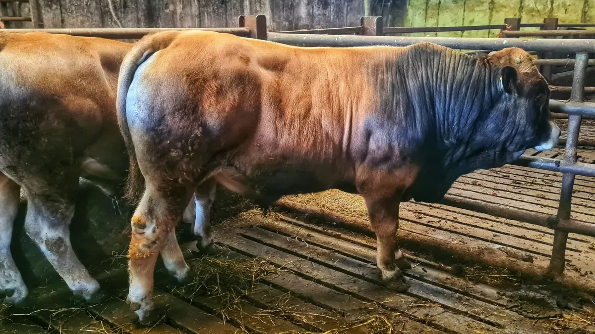 Aubrac bulls - Image 2
