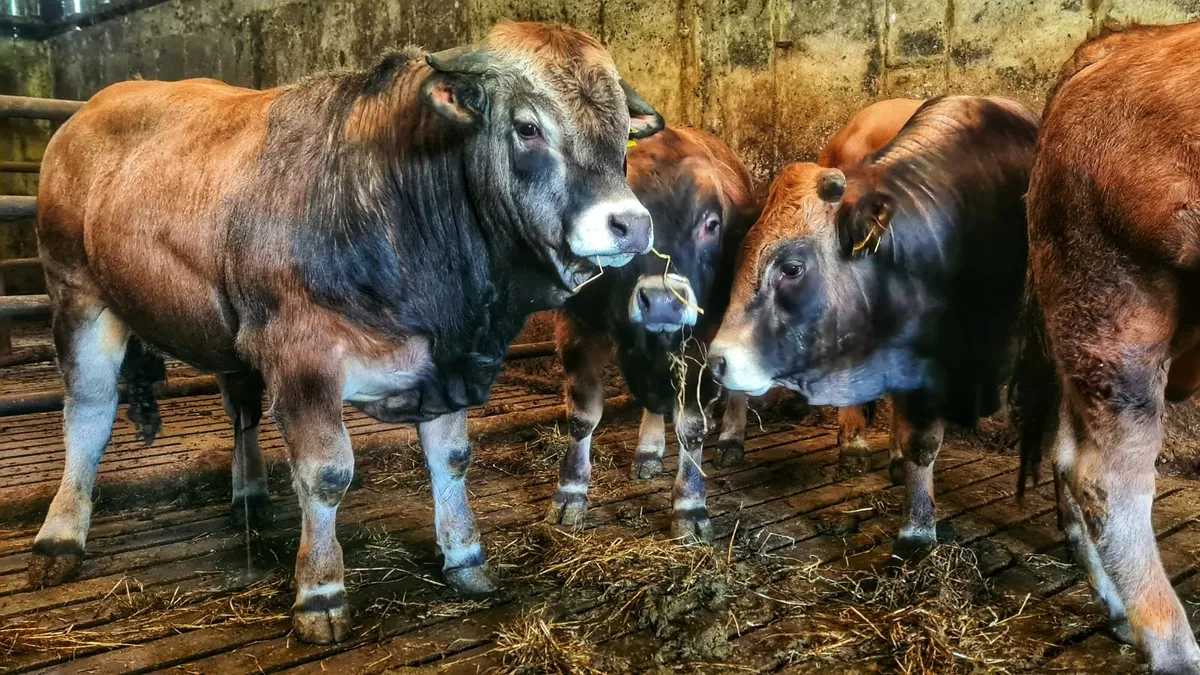 Aubrac bulls - Image 3