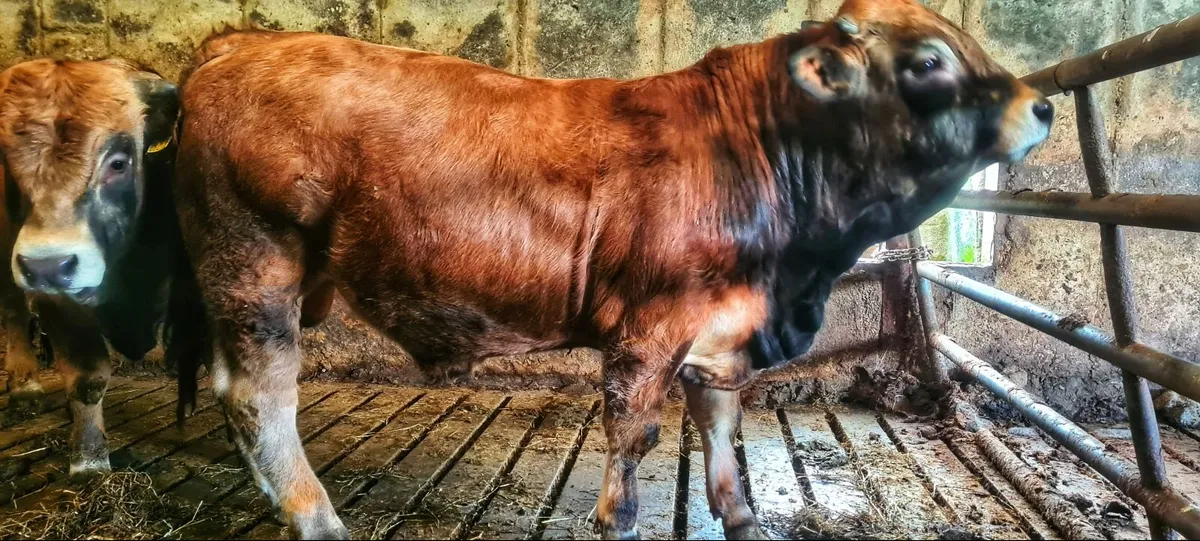 Aubrac bulls - Image 4
