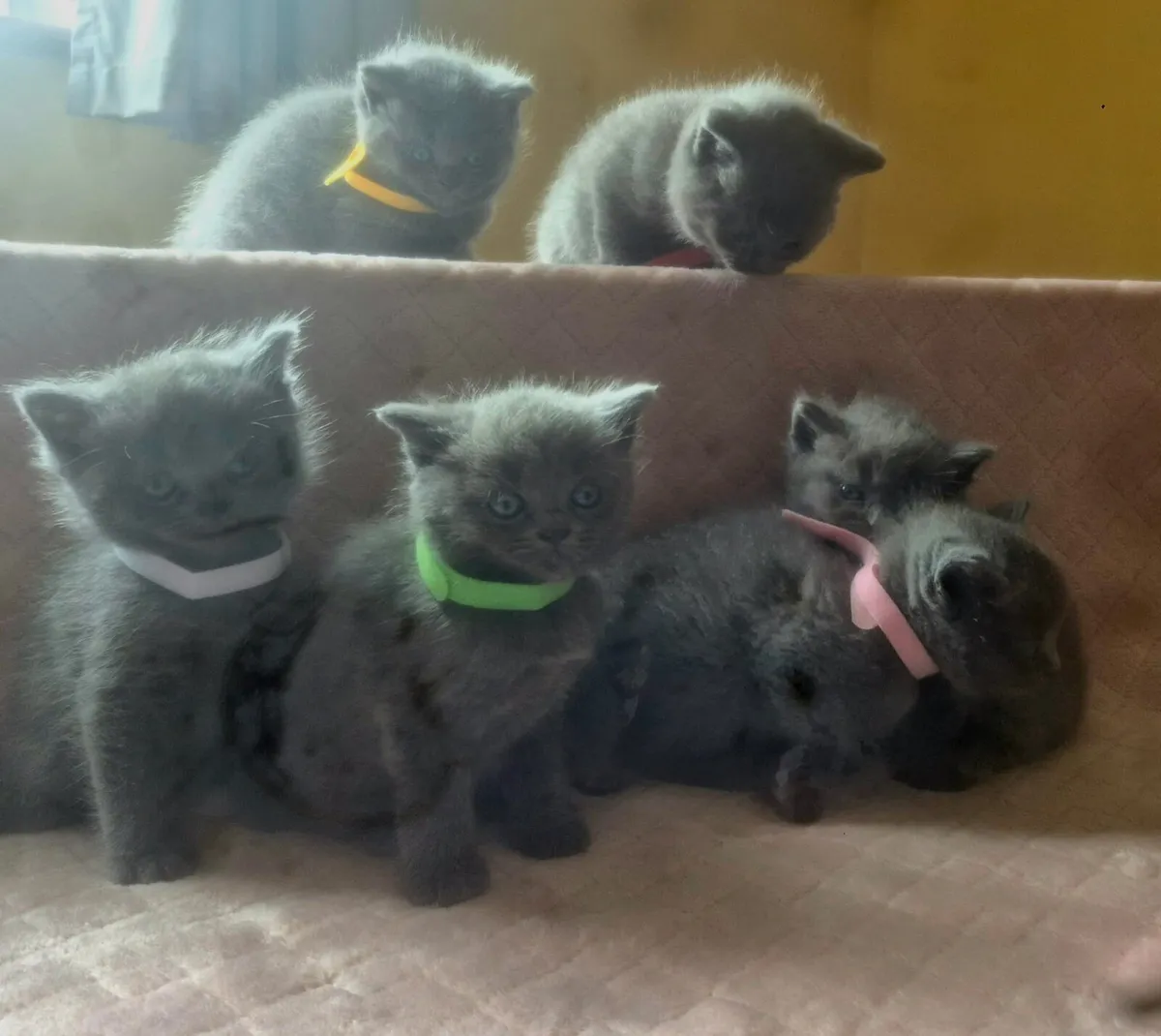 Ragdoll  x  British Shorthaired kittens - Image 1
