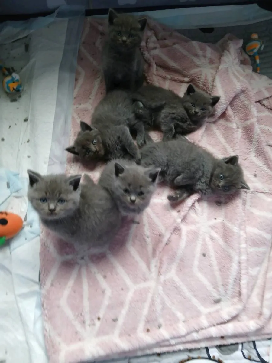 Ragdoll  x  British Shorthaired kittens - Image 3