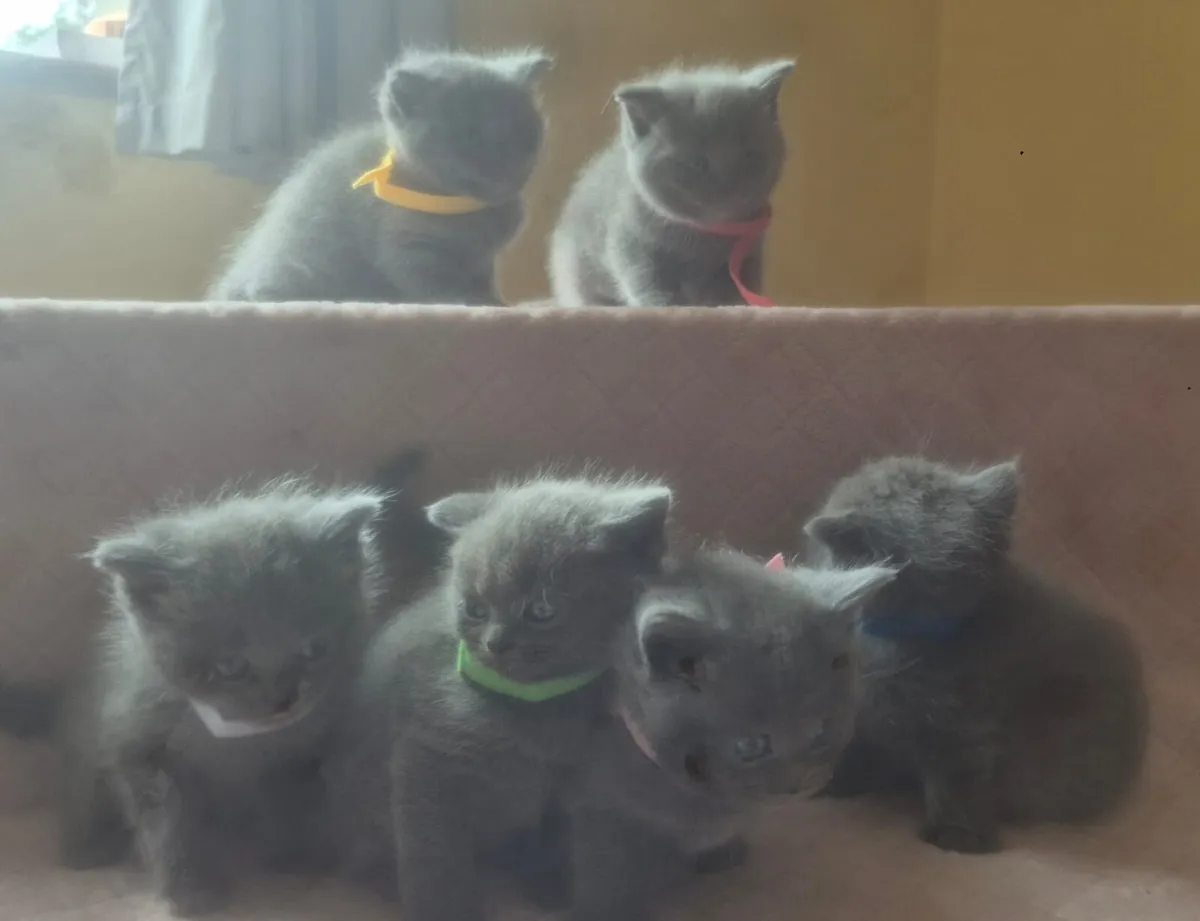 Ragdoll  x  British Shorthaired kittens - Image 4