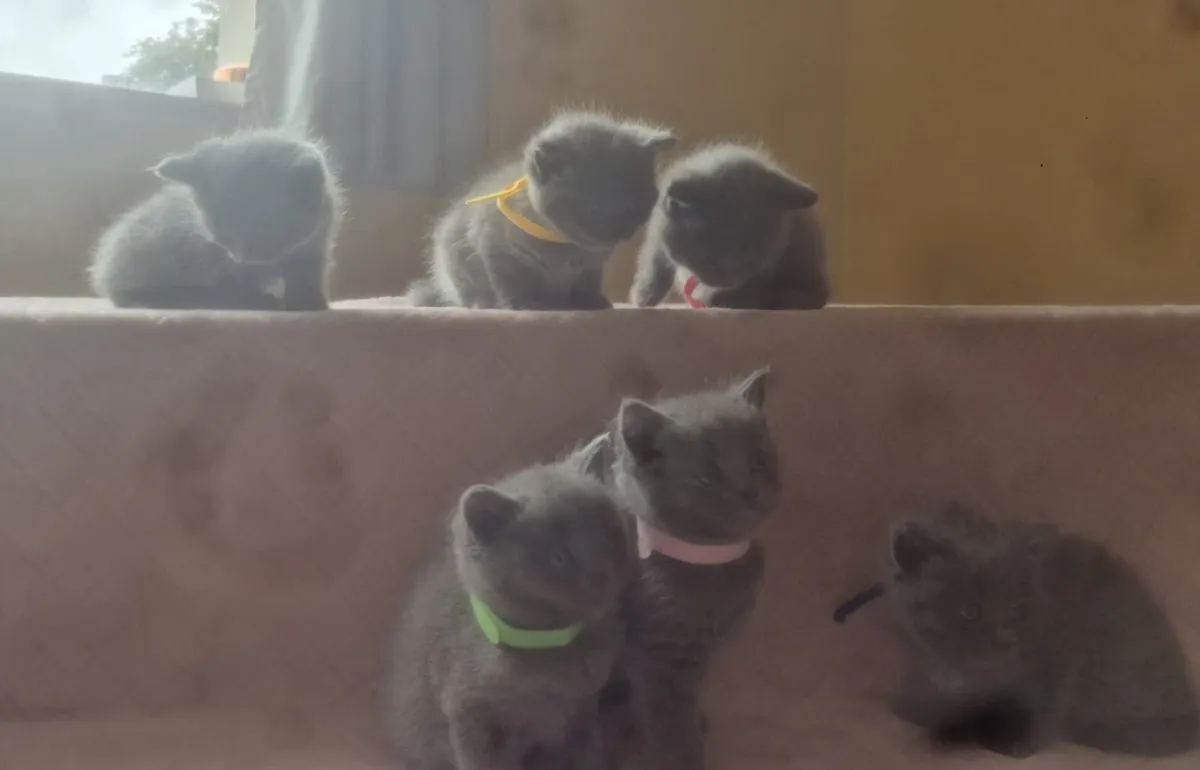 Ragdoll  x  British Shorthaired kittens - Image 2