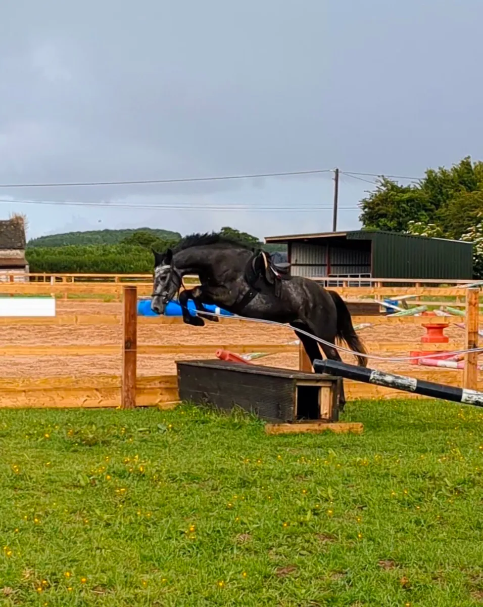 4YR OLD GELDING - Image 1