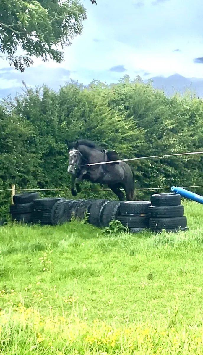4YR OLD GELDING - Image 2