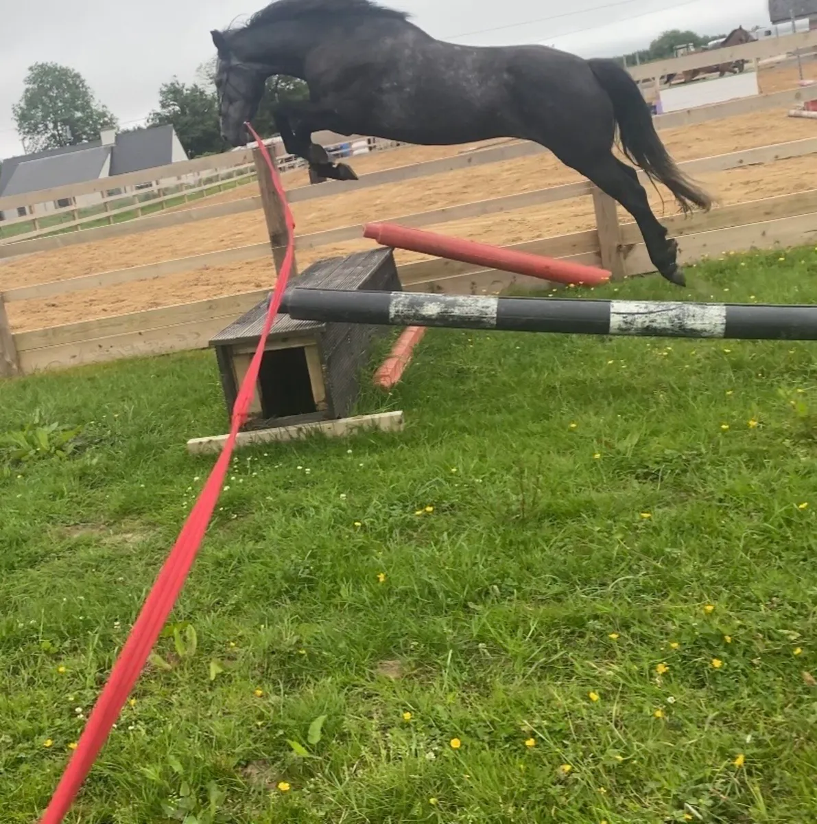 4YR OLD GELDING - Image 3