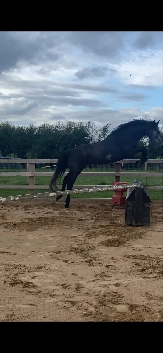 4YR OLD GELDING - Image 4