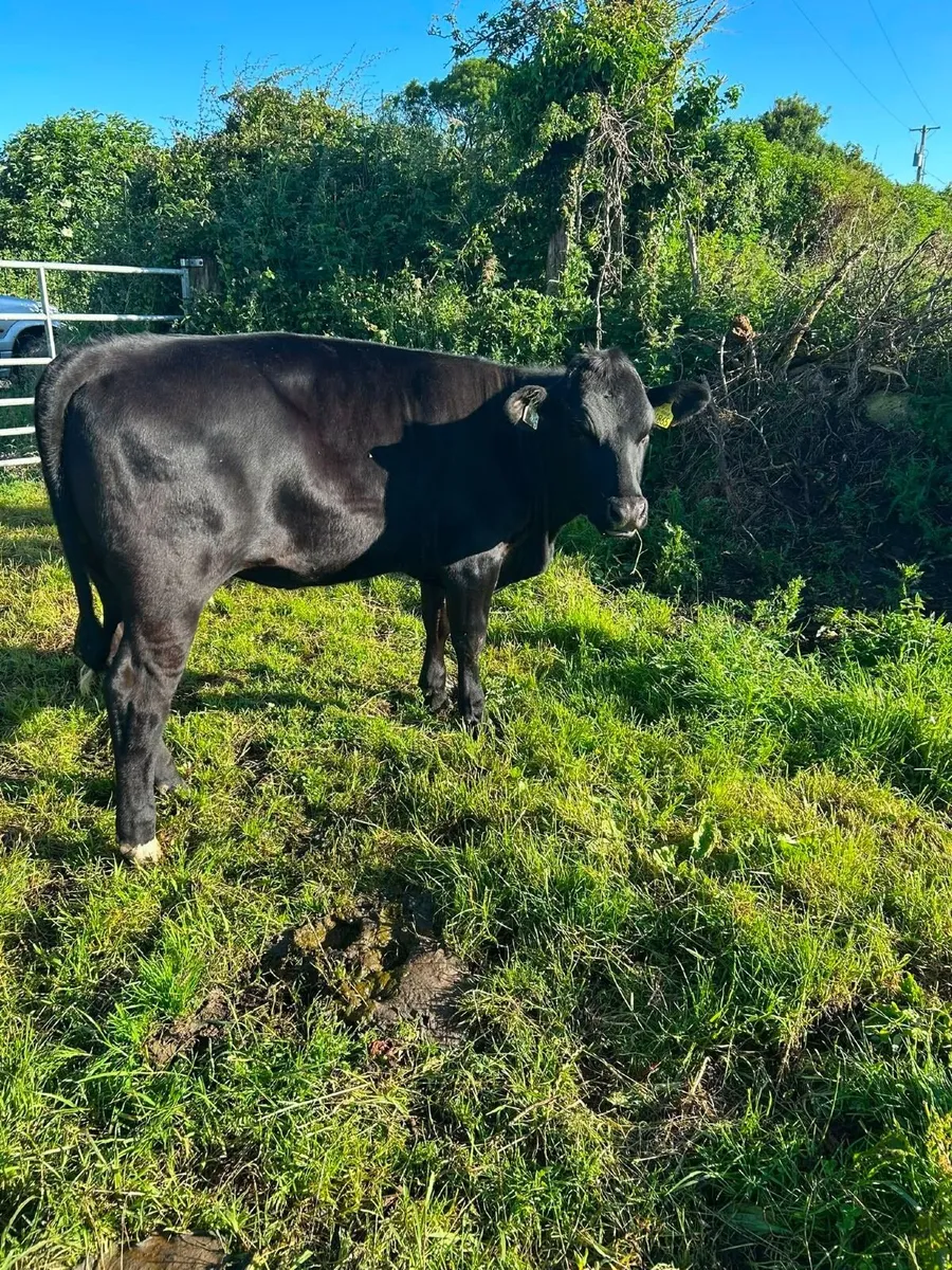 Angus heifer - Image 1