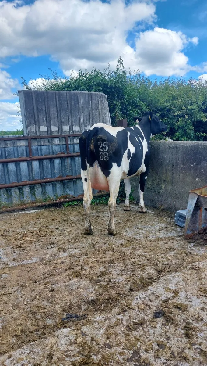 Freshly calved Freisian heifer - Image 4