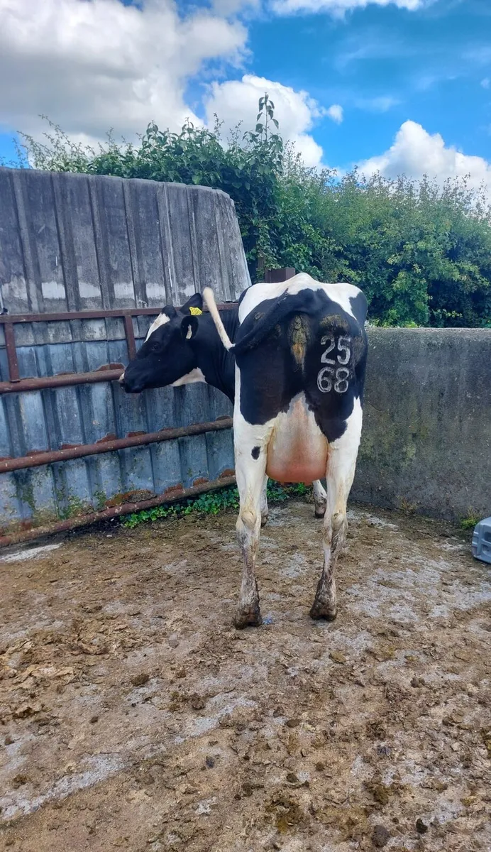 Freshly calved Freisian heifer - Image 3