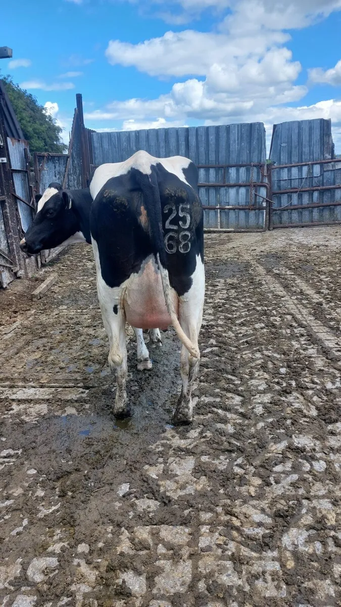 Freshly calved Freisian heifer - Image 1