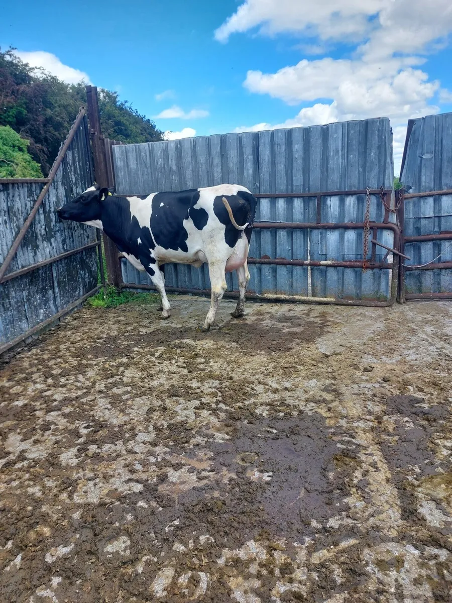 Freshly calved Freisian heifer - Image 2