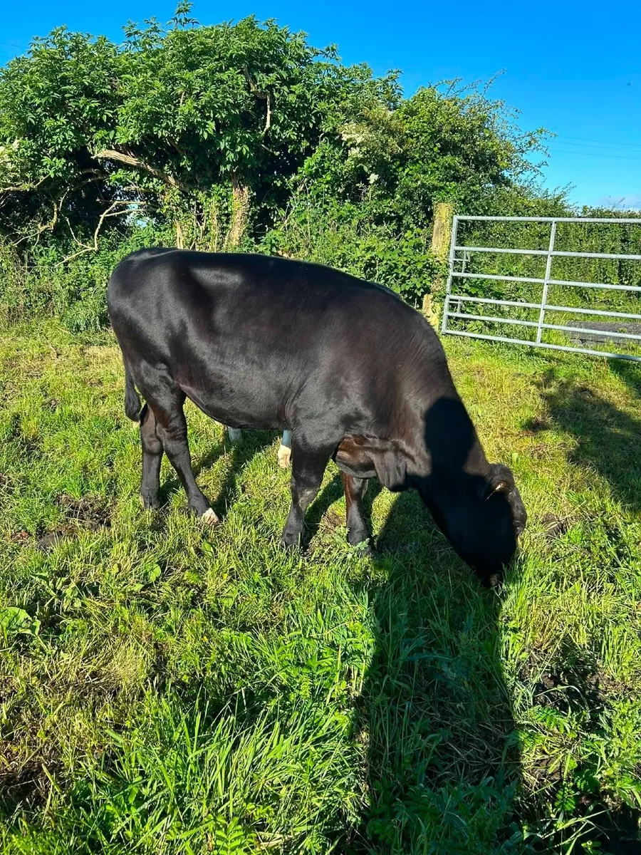 Angus heifer - Image 2