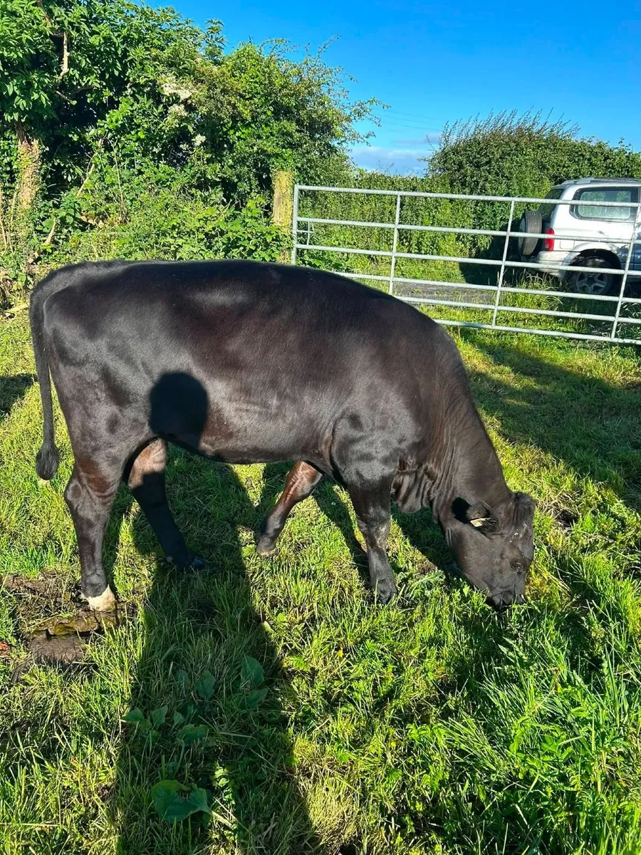 Angus heifer - Image 3
