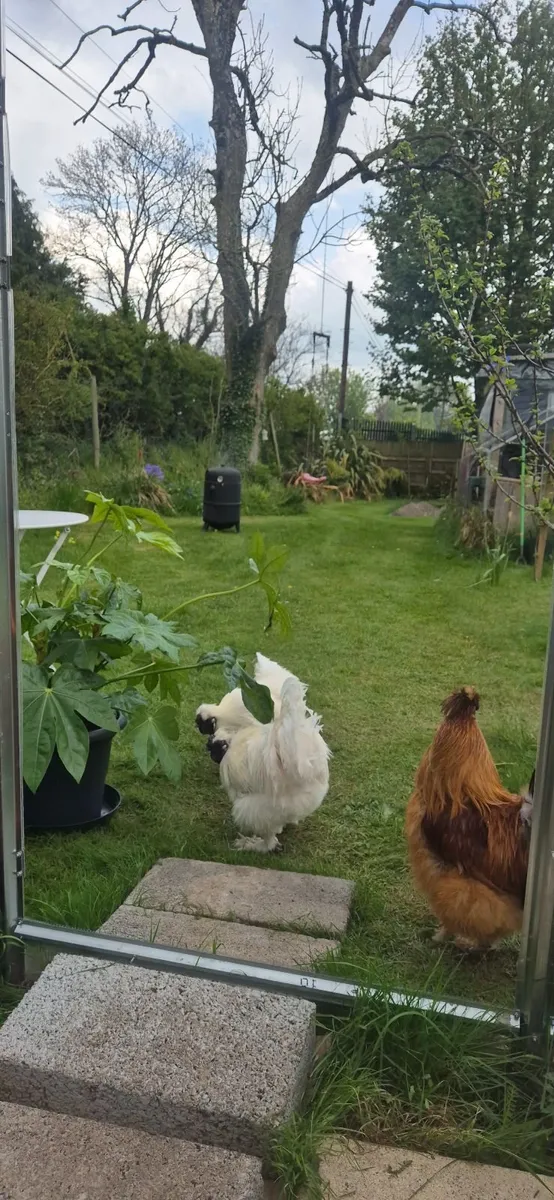 Pure Bred Silky Roosters - Image 3