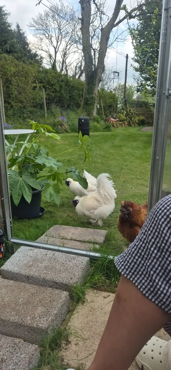 Pure Bred Silky Roosters - Image 1